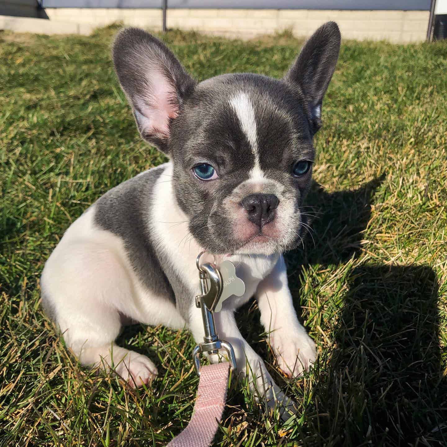 5 French Bulldog Breeders In Maine Places To Find Frenchies