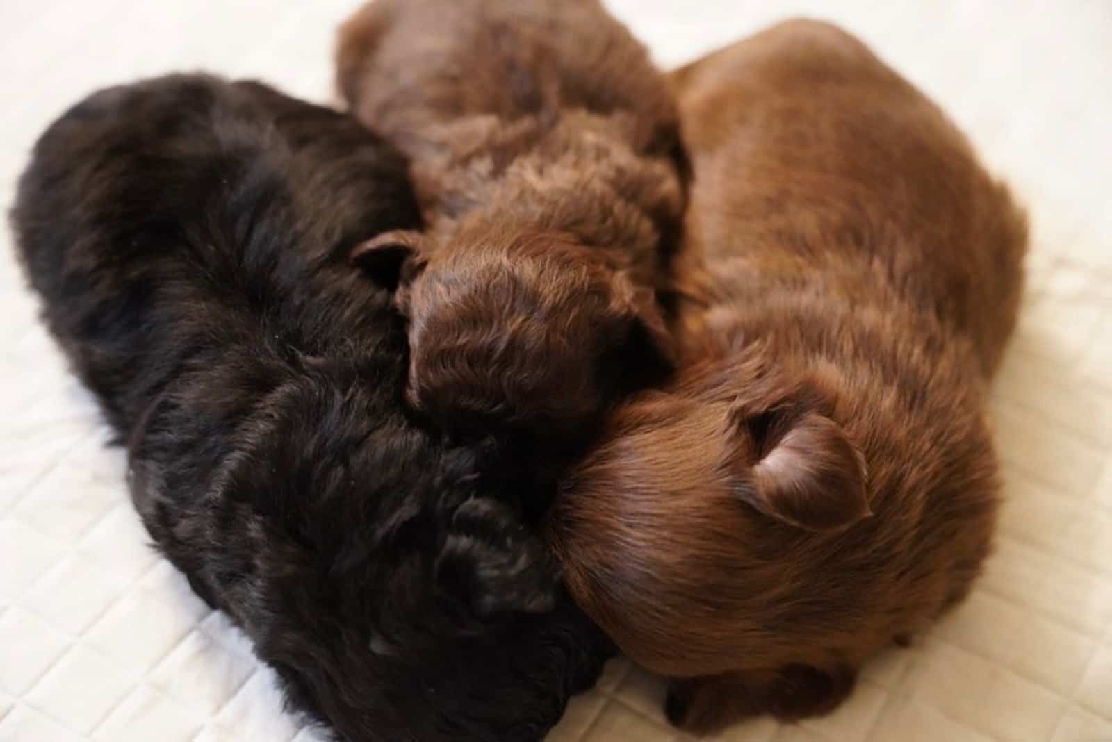 tree Shih Tzu puppies