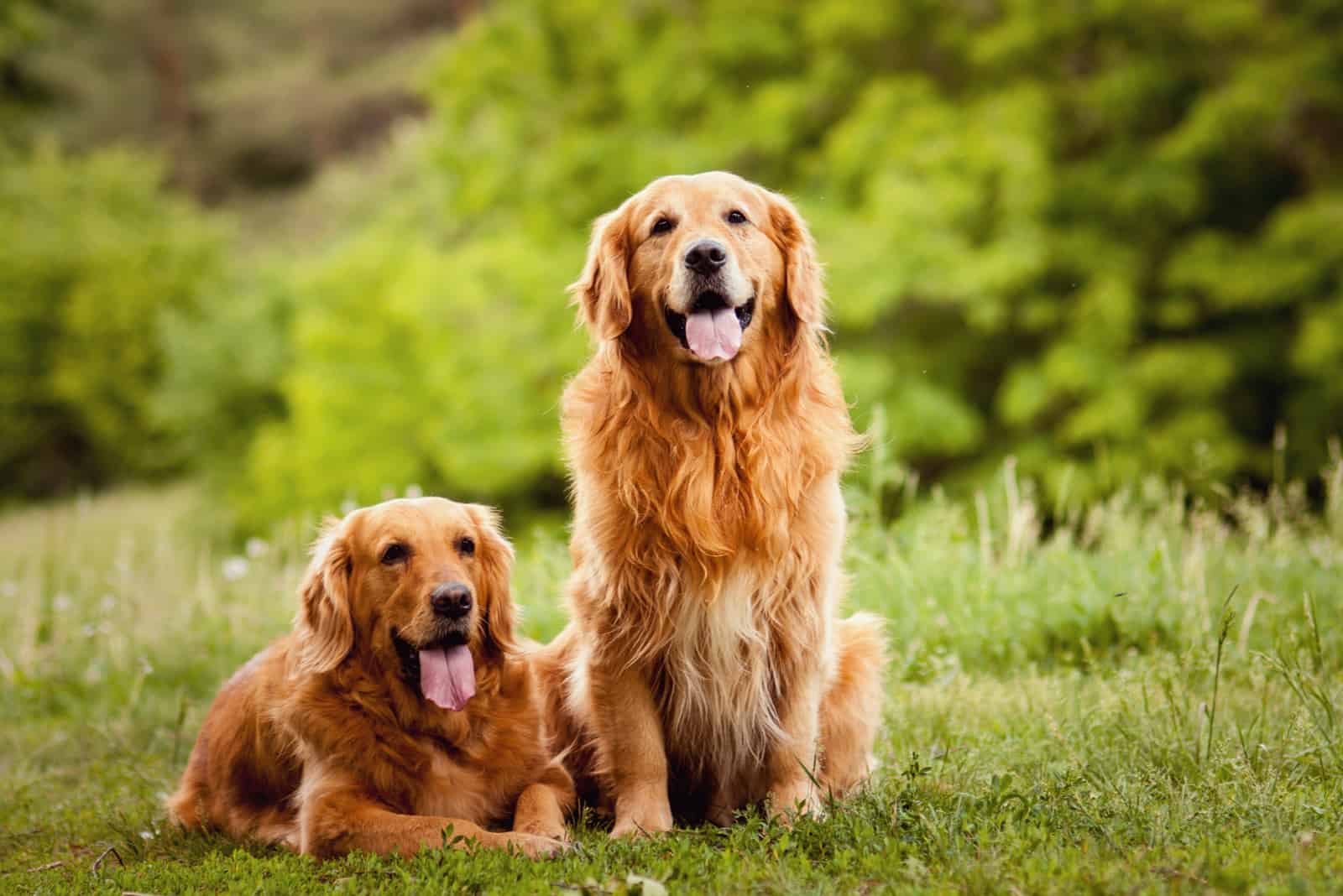 two Golden Retriever sitting on grass