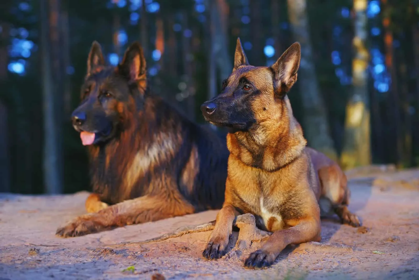 two Long-Haired Belgian Malinois sitting in woods 