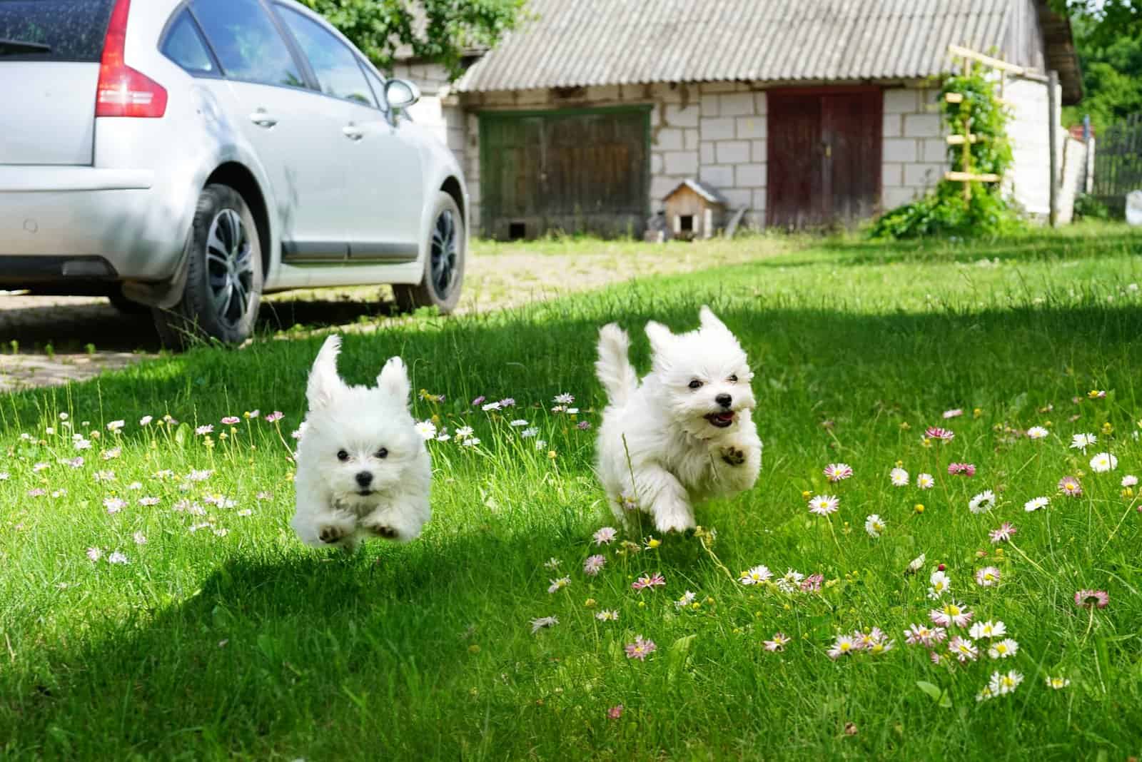 two Maltese puppies running outside in garden 