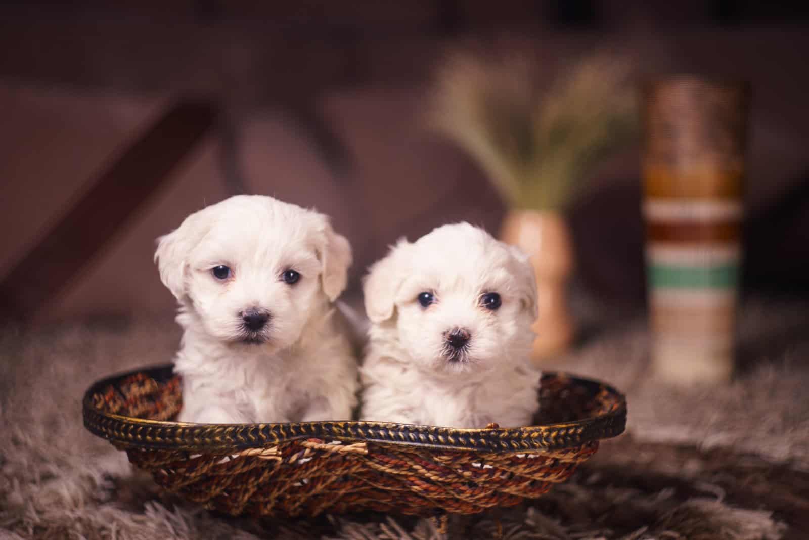 two Maltese puppies sitting in basket 