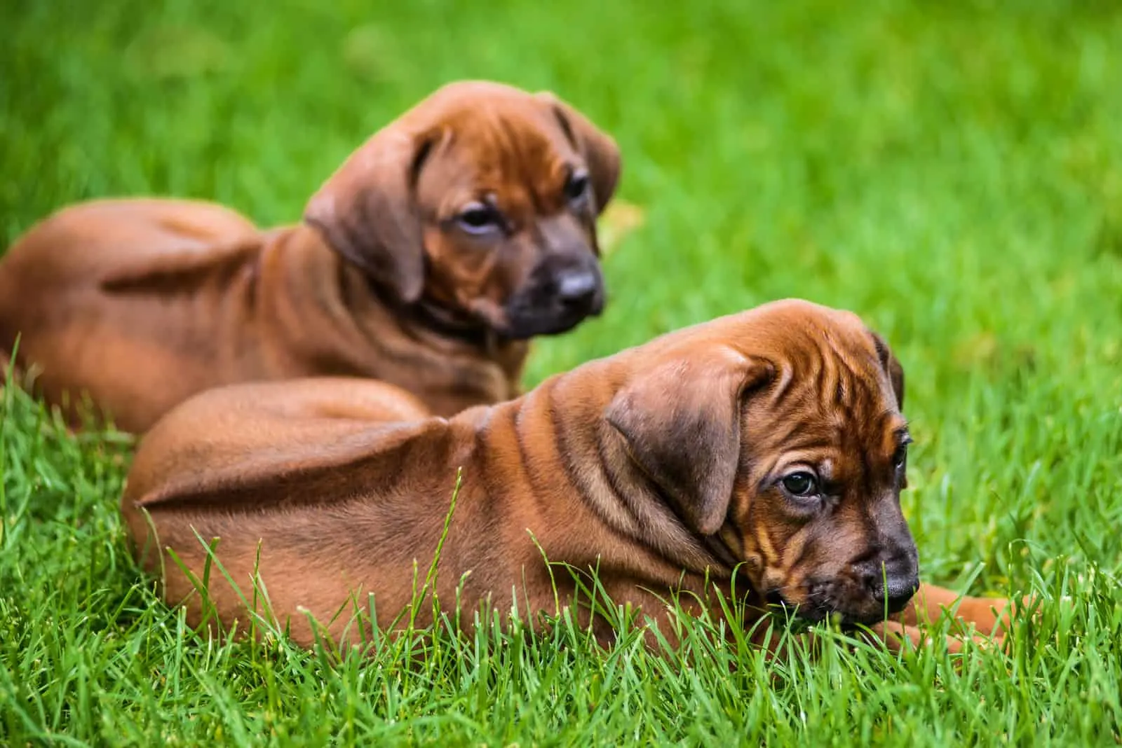 two Rhodesian Ridgeback puppies lying on grass