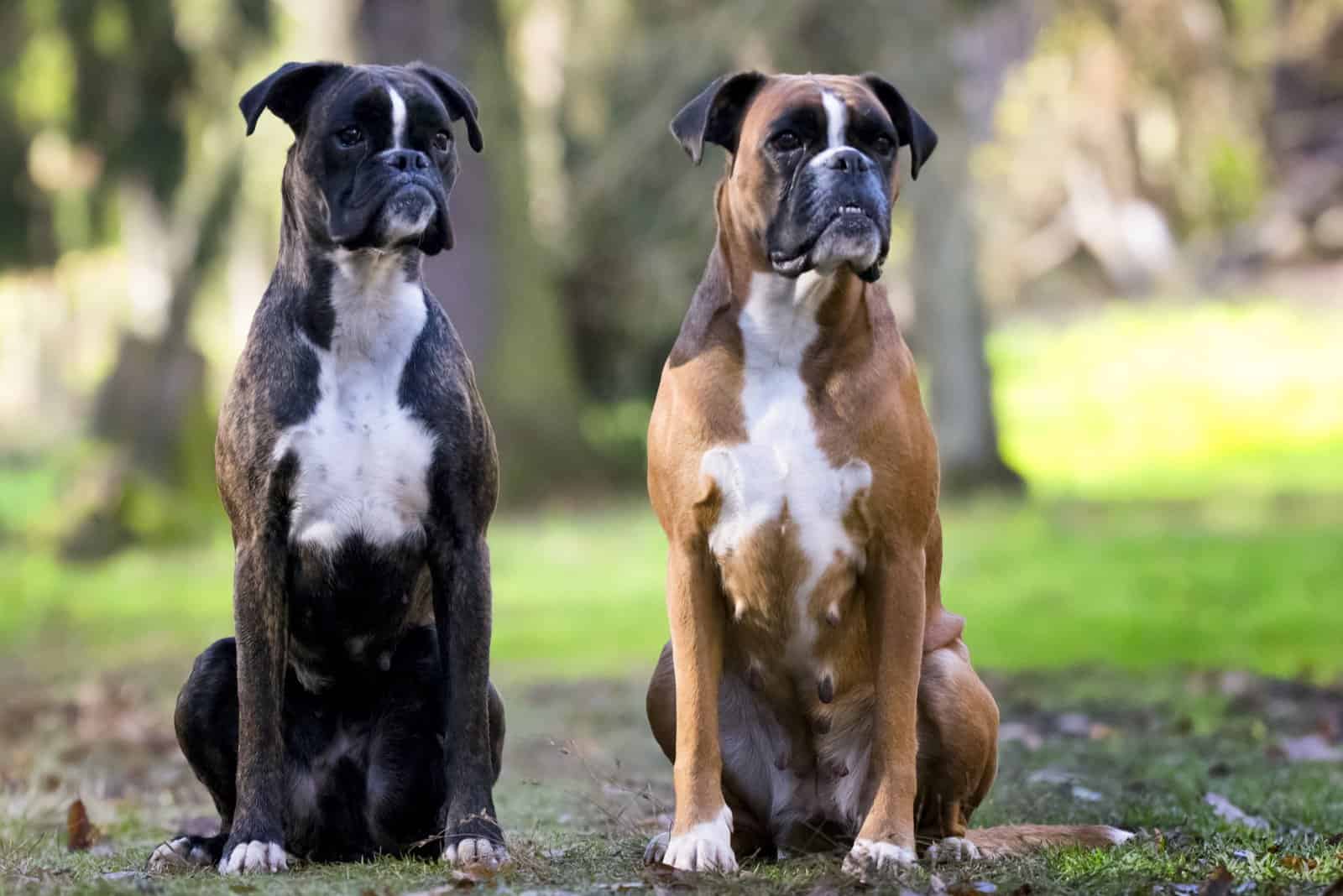 two boxer dogs sitting outside