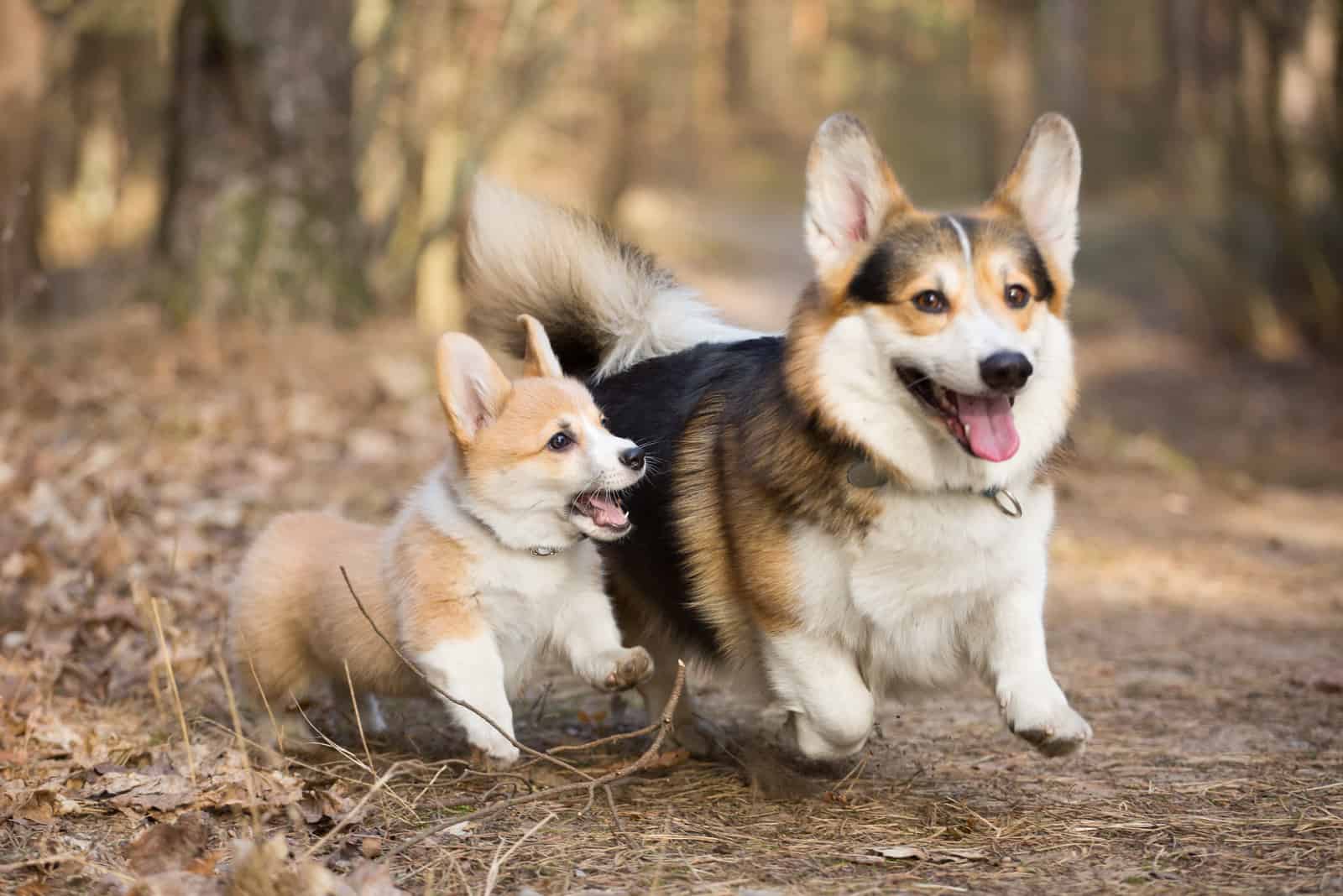 two corgi dogs in woods