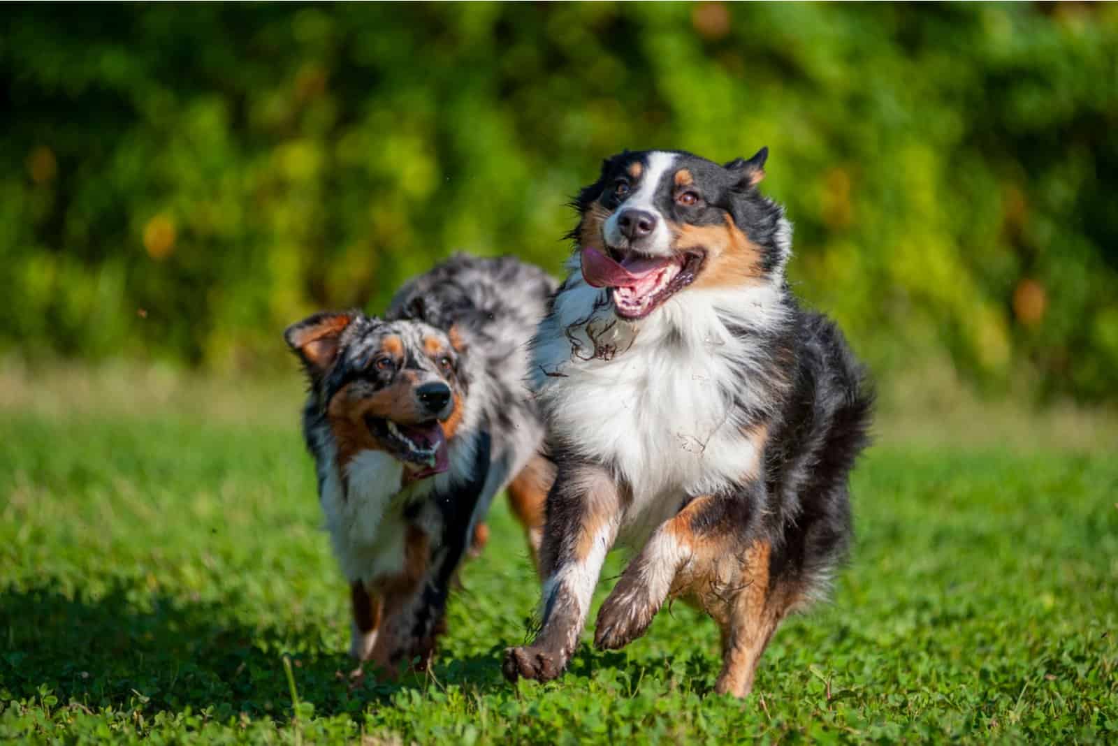 two dogs running