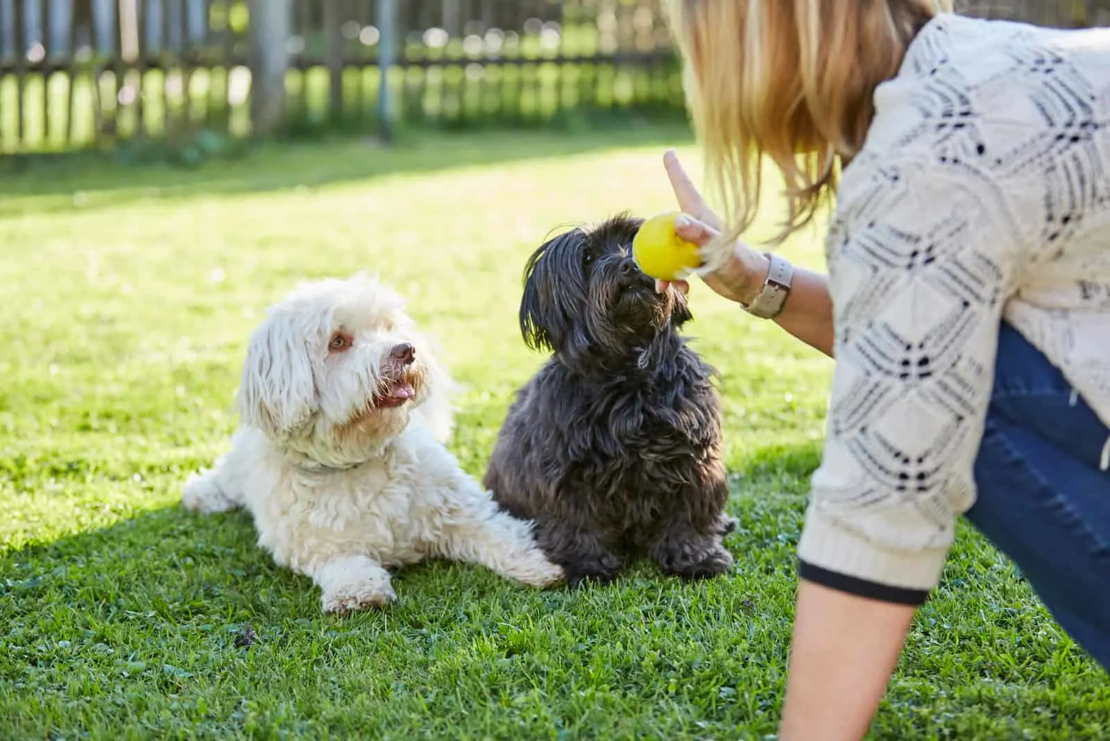 two havanese dogs being trained by havanese breeders in ohio
