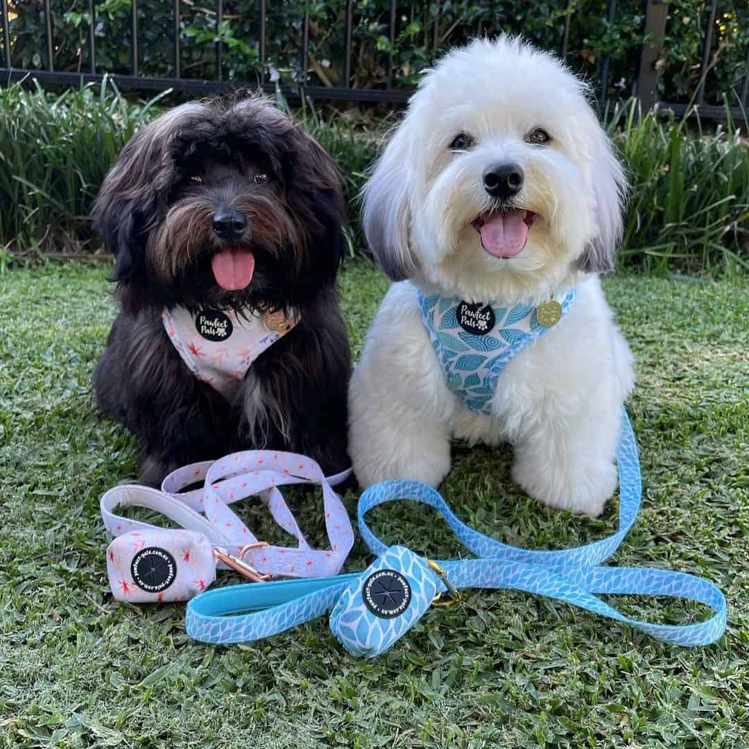 two havanese dogs on leashes