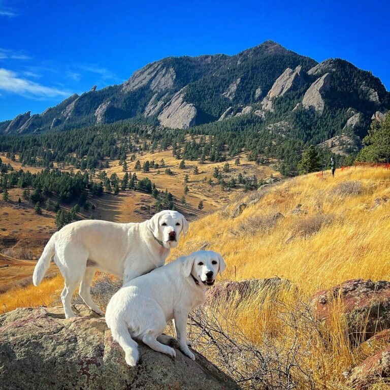 Male Vs. Female Labrador Retriever Which One Is Better?