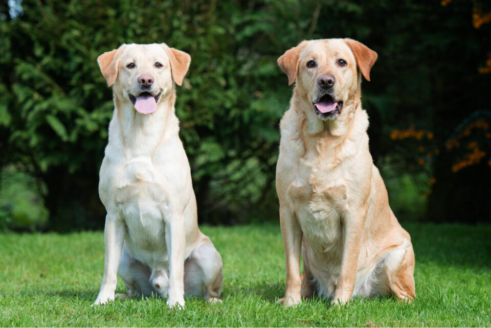 Male Vs. Female Labrador Retriever Which One Is Better?