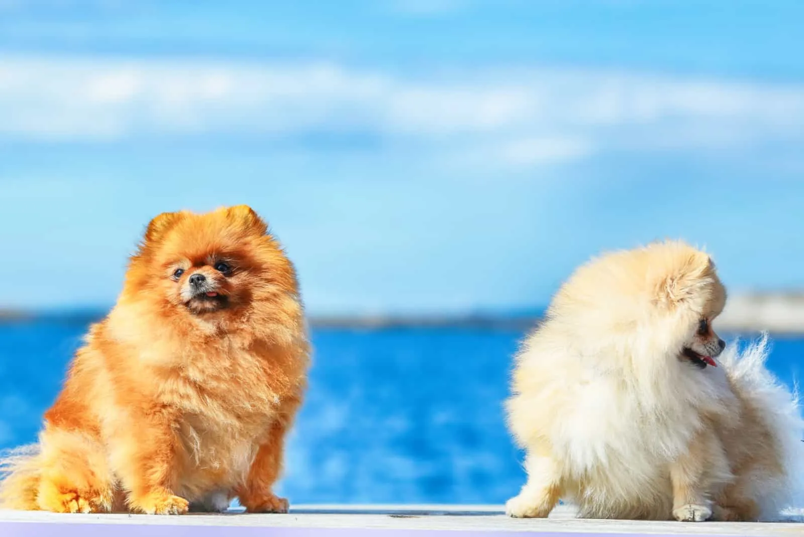 two pomeranians by the beach