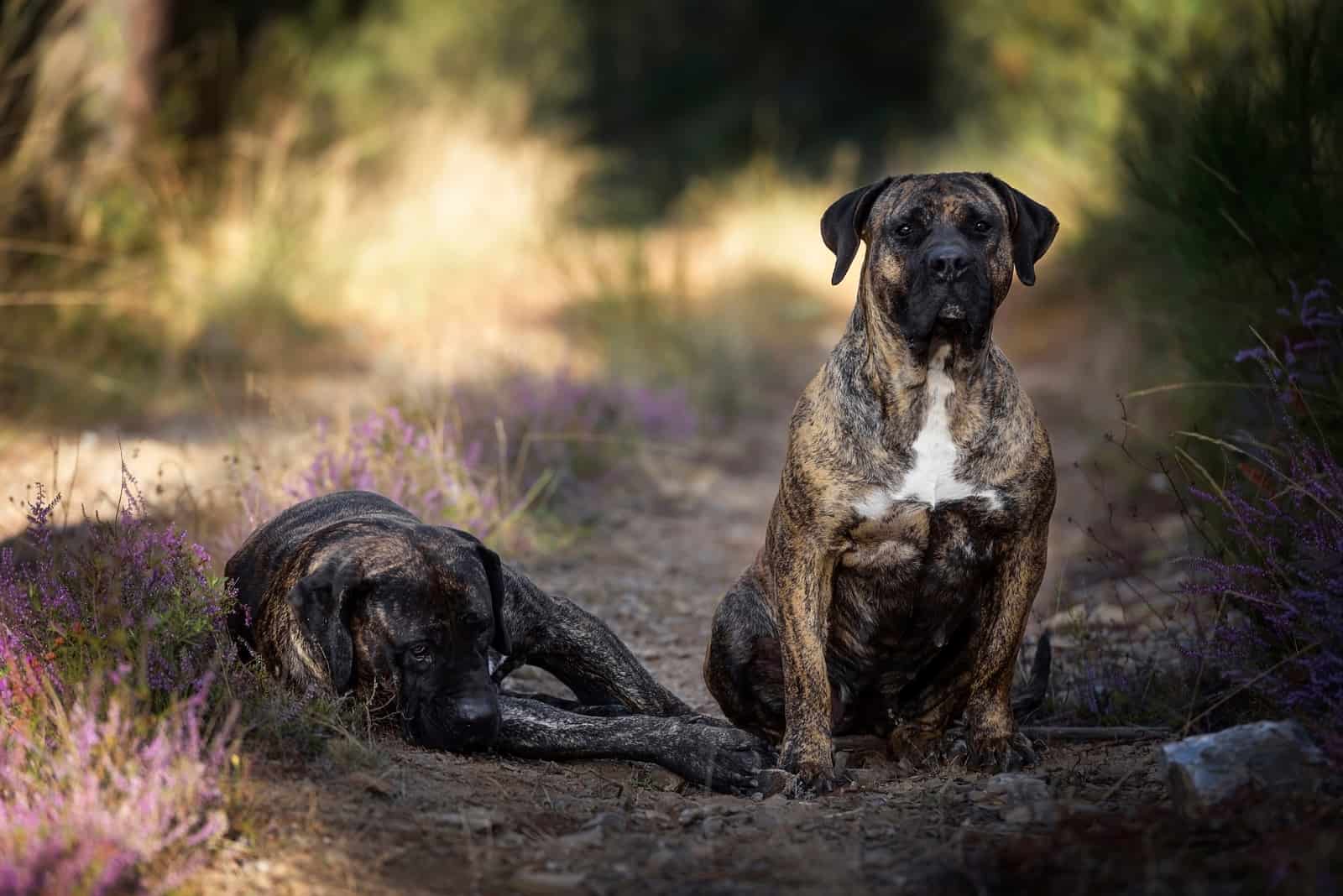 two presa canario dogs outside