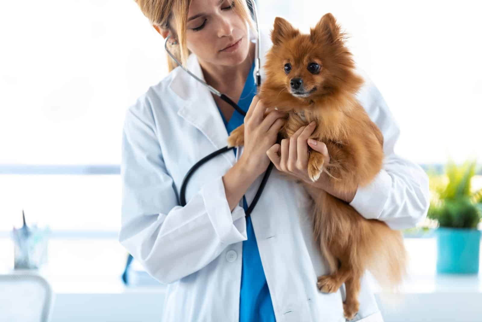 vet examining dog in clinic