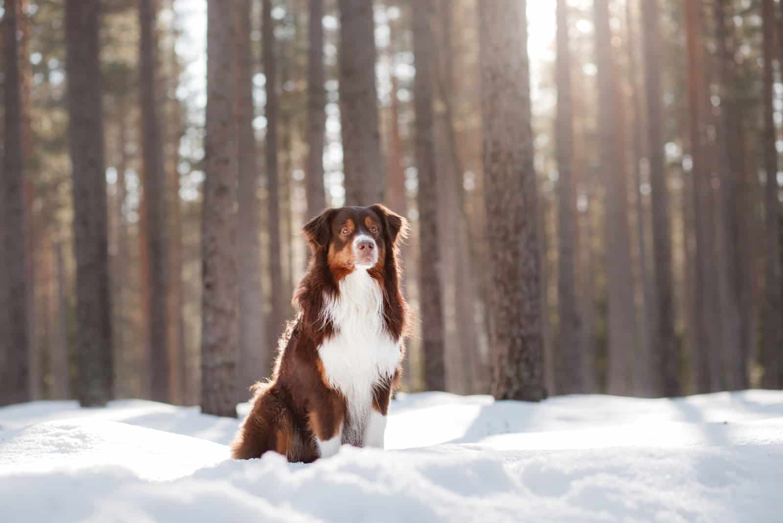 white Australian Shepherd sitting in snow in woods