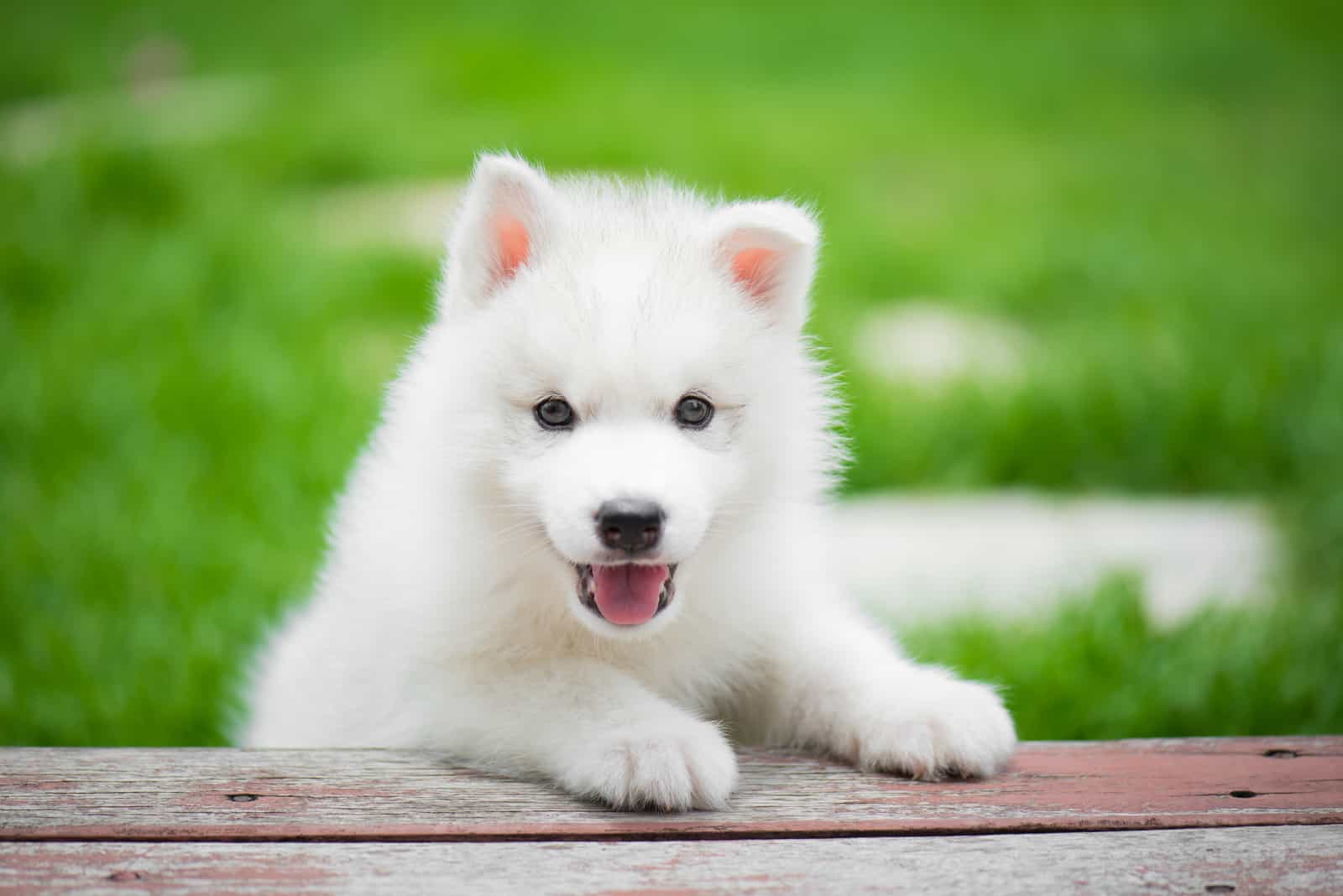 white Husky puppy standing