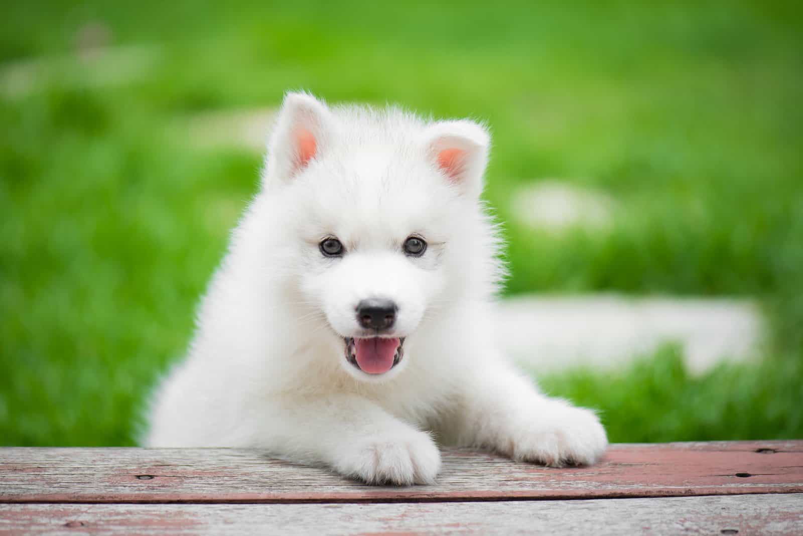 white Husky puppy standing
