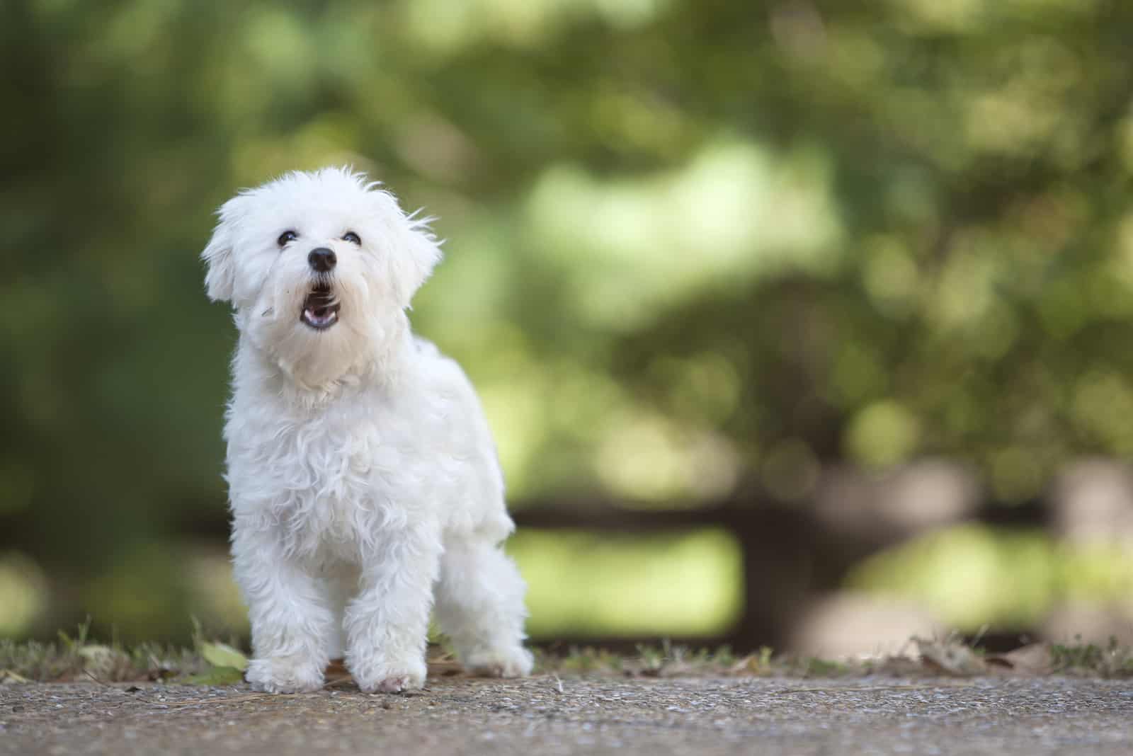 white dog standing and barking