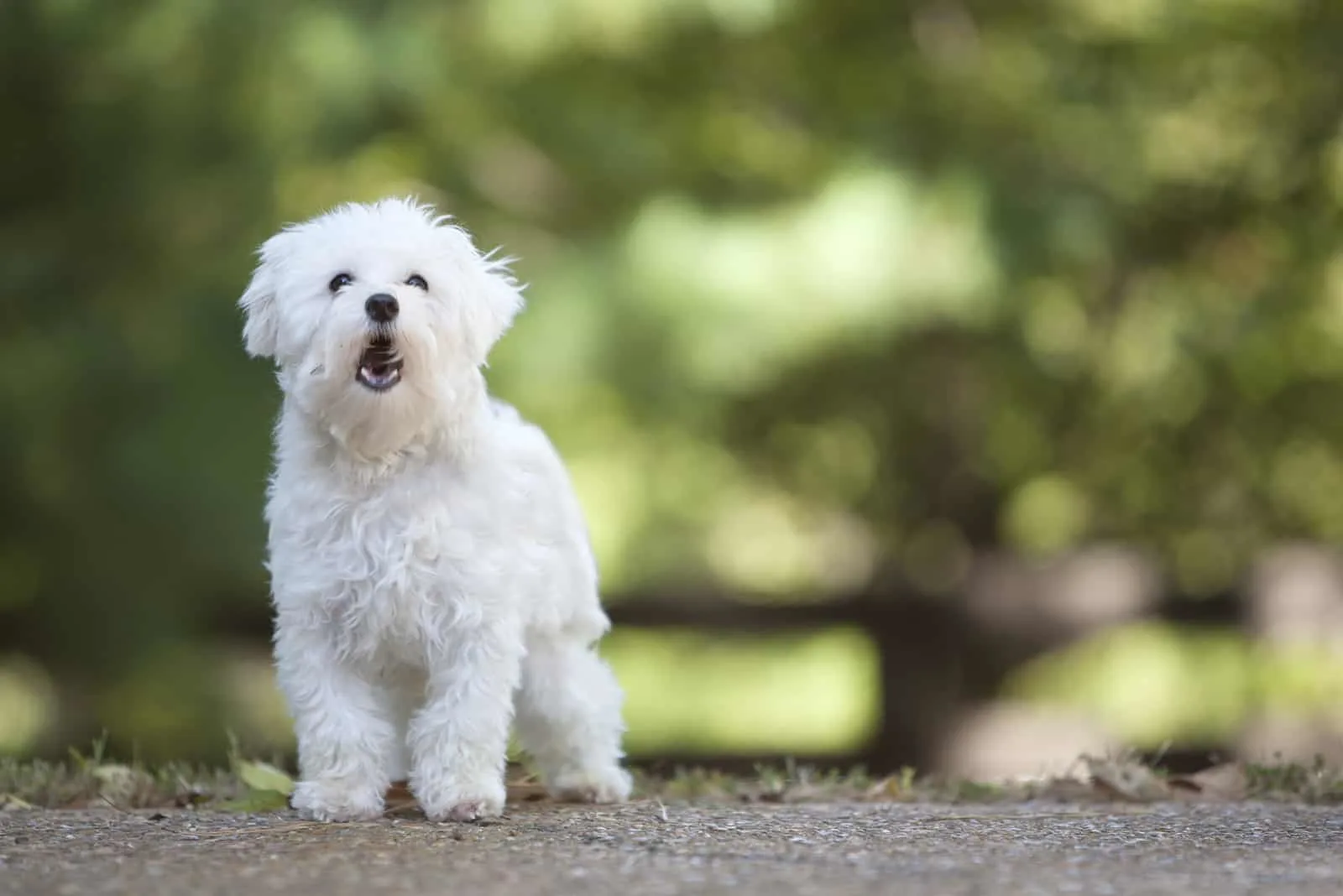white dog standing and barking