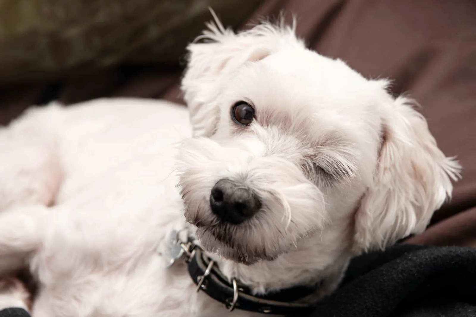 Why Does My Dog Wink At Me? 18 Possible Causes