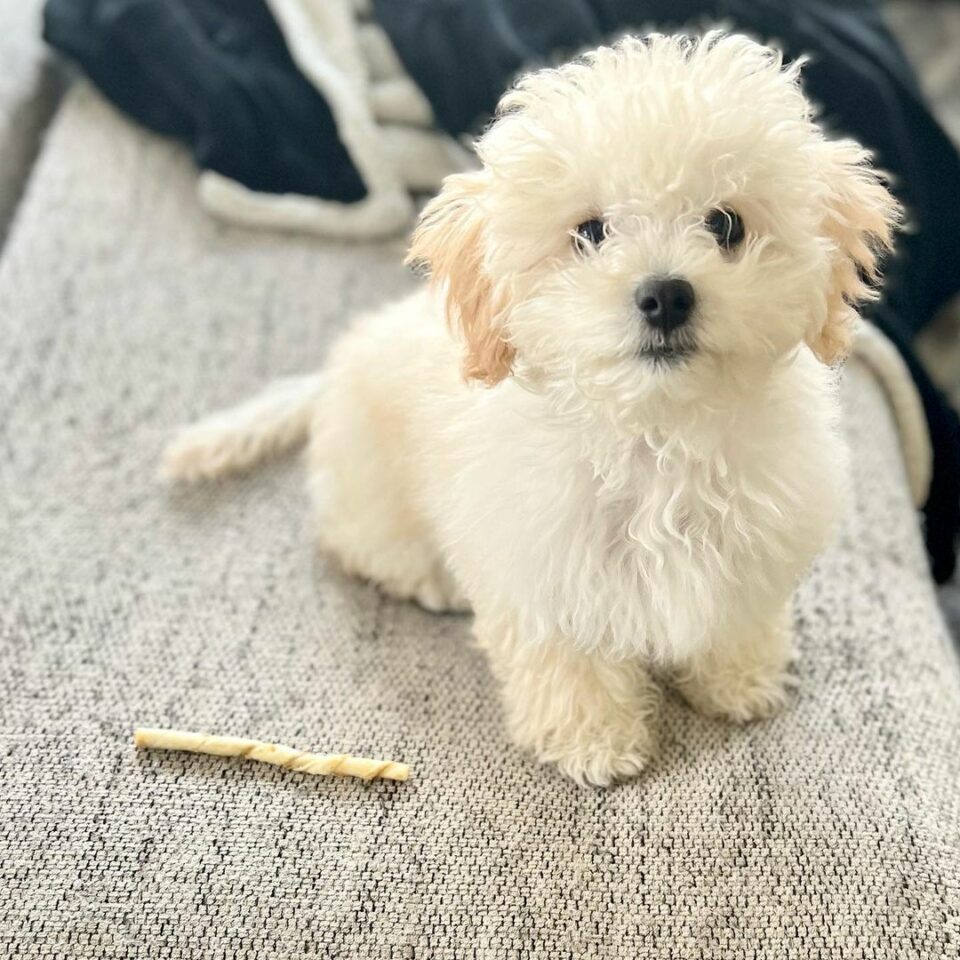 5 Best Maltipoo Breeders In Texas Find Your Perfect Puppy