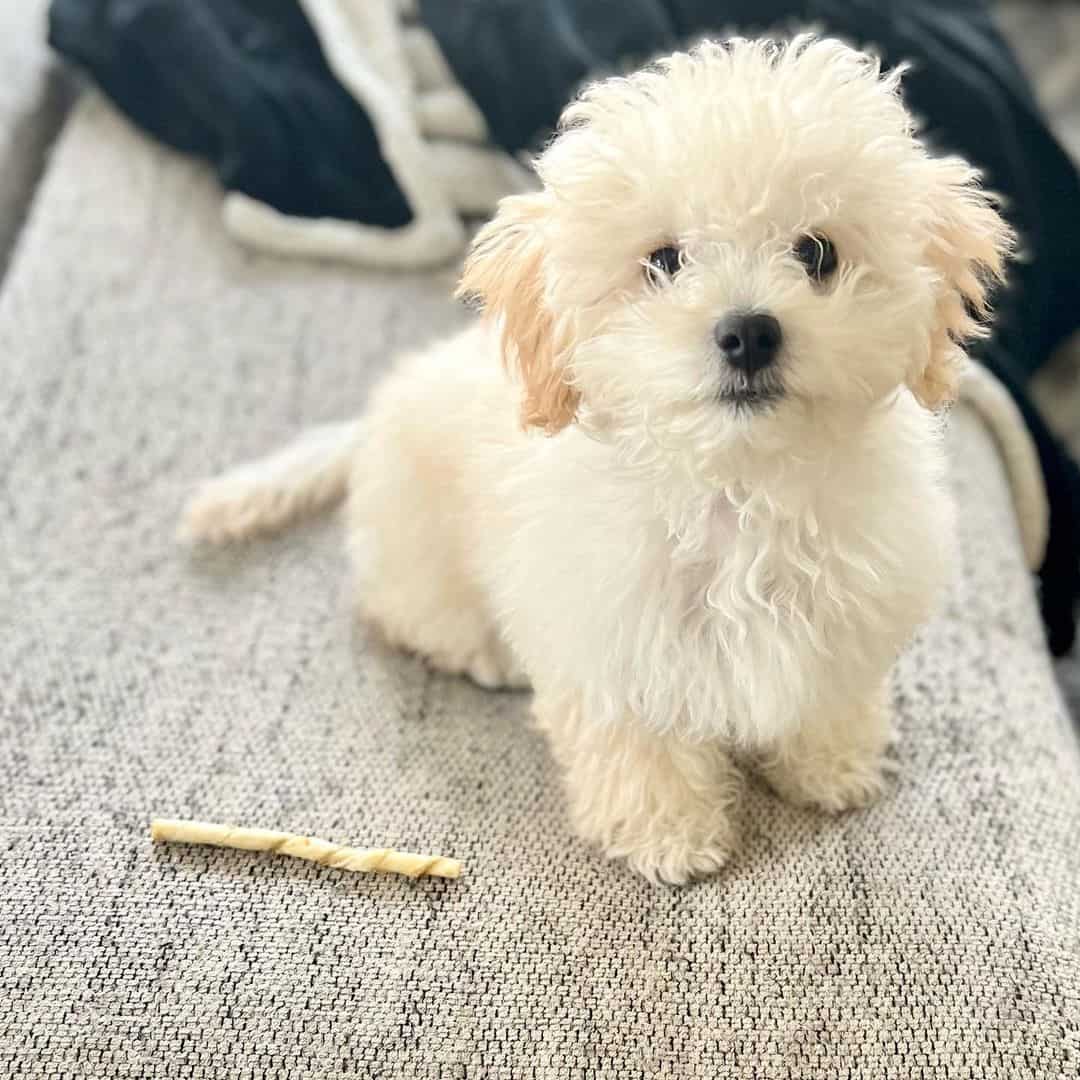 white maltipoo on bed looking at camera