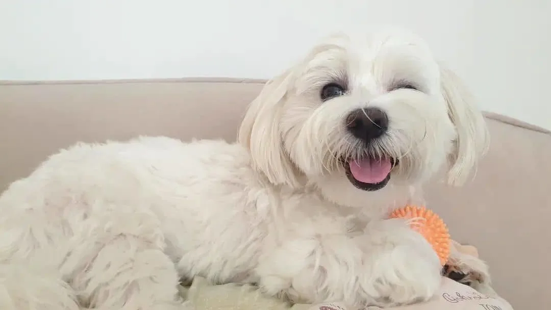 Why Does My Dog Wink At Me? 18 Possible Causes