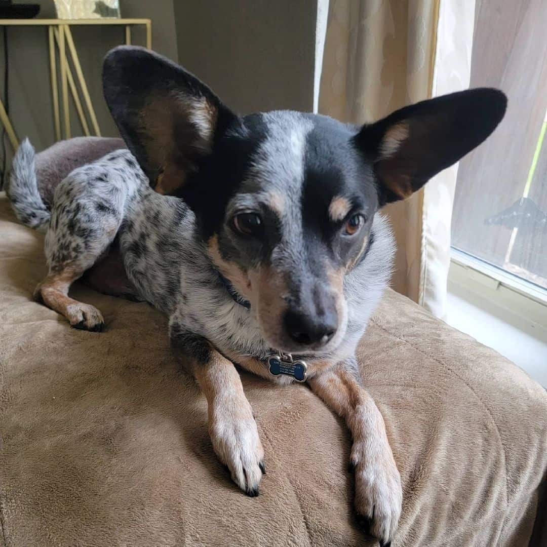 young blue heeler jack russel mix