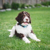 Bernedoodle sitting on grass