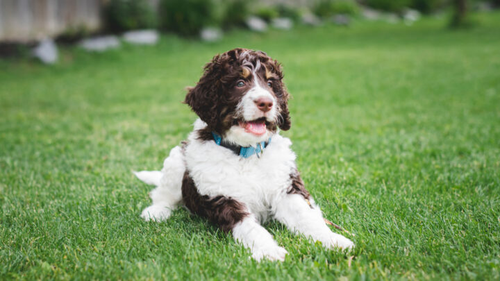 15 Best Mini Bernedoodle Breeders In The United States
