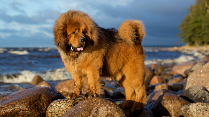 13 Best Tibetan Mastiff Breeders In The U.S.