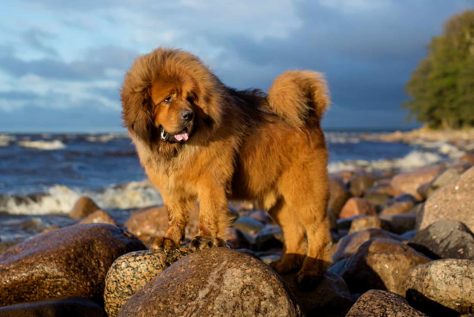 tibetan mastiff at the beach