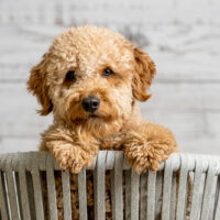 goldendoodle sitting in basket