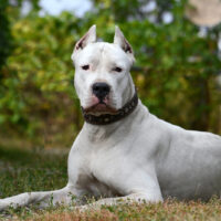 dogo argentino sitting looking at camera