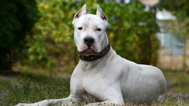 20 Scariest Dog Breeds: The Best Dogs To Keep Out Intruders