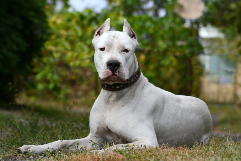 dogo argentino sitting looking at camera