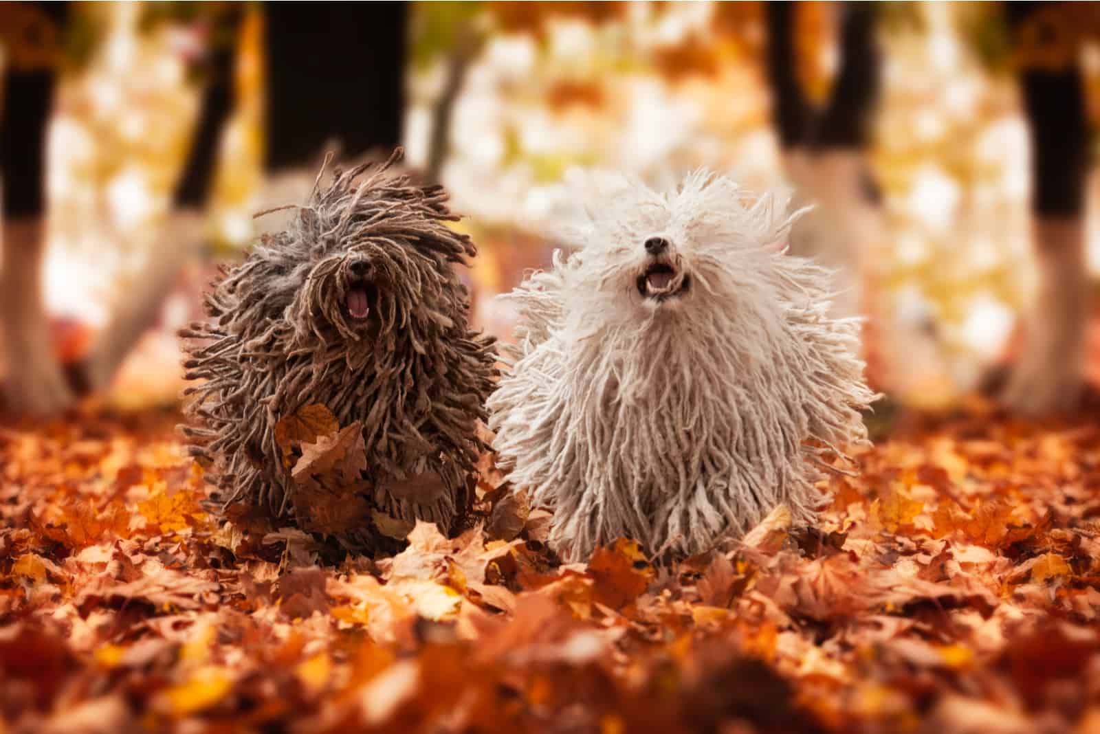 two puli dogs running through leaves
