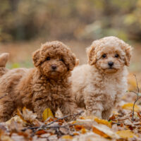 two toy poodles