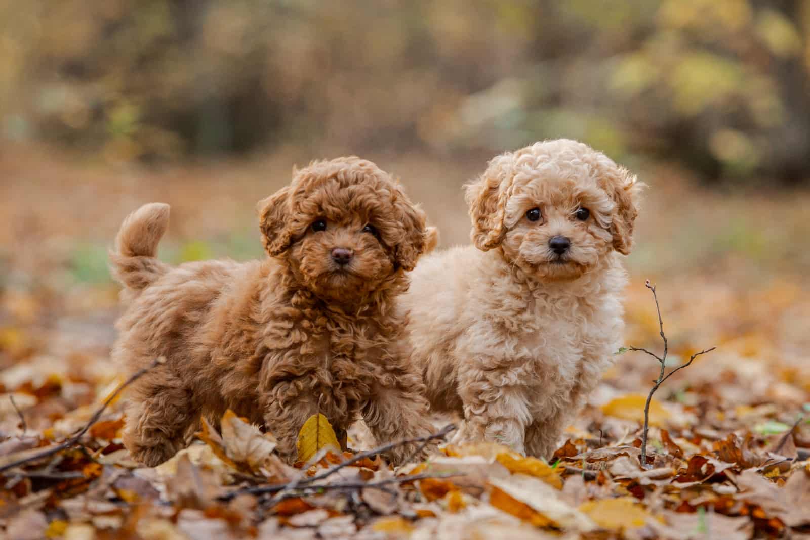 31 Small Fluffy Dog Breeds That’ll Make You Gasp For Air