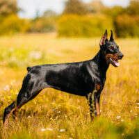 doberman in a field