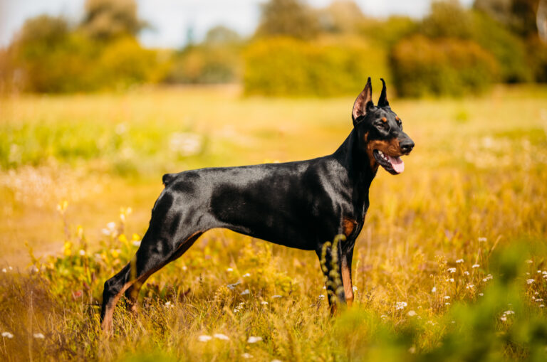 doberman in a field