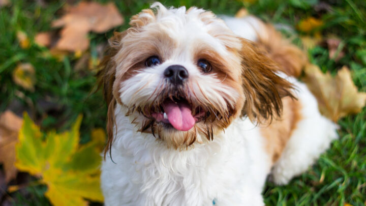 8 Shih Tzu Breeders In Texas: Best Places To Find A Pet