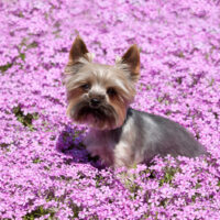yorkie in a field of flowers