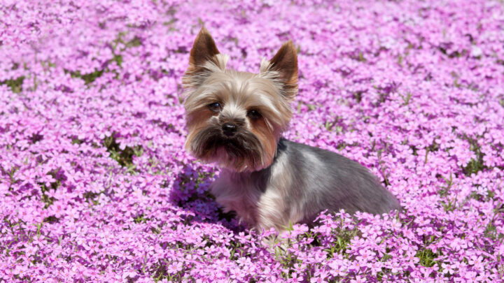 6 Most Reputable Yorkie Breeders in Texas For You To Choose From!