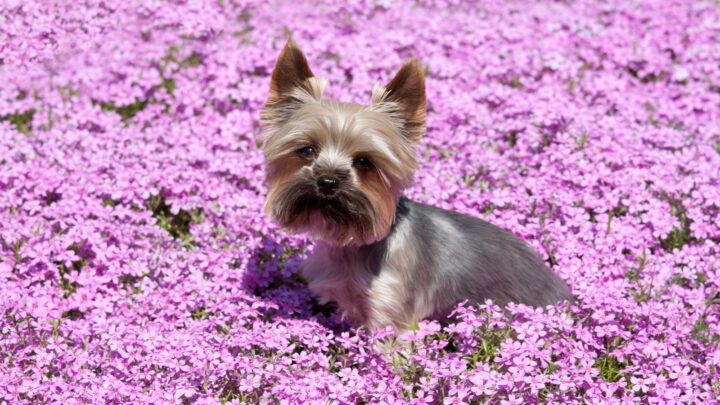 Top 10 Yorkie Breeders In Texas: The Cream Of The Crop