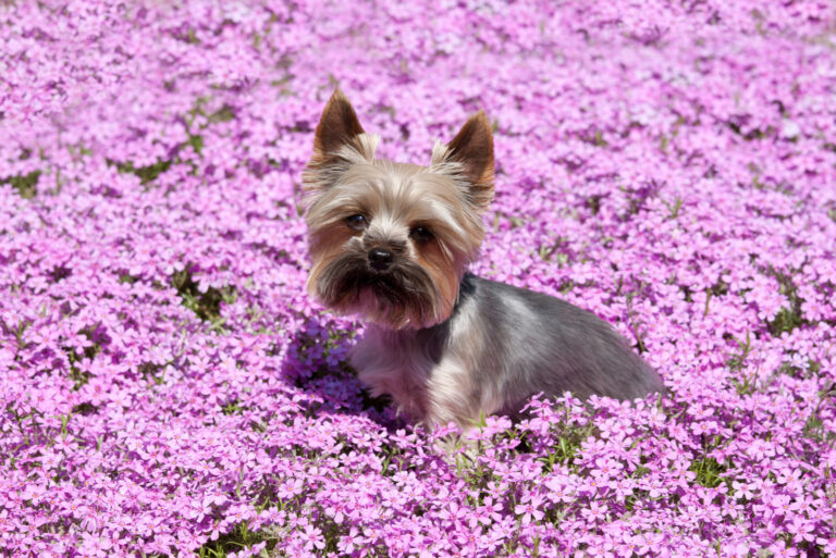 yorkie in a field of flowers