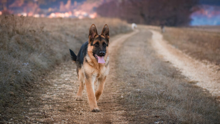 6 Top German Shepherd Breeders In Ohio: Find Your GSD Puppy!