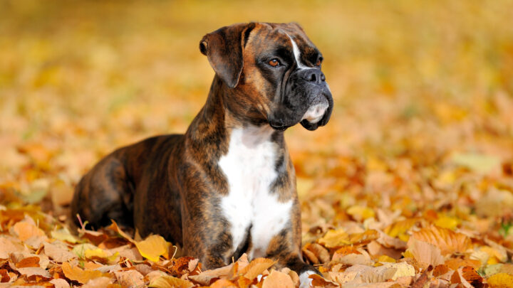 Top 9 Boxer Breeders In Ohio