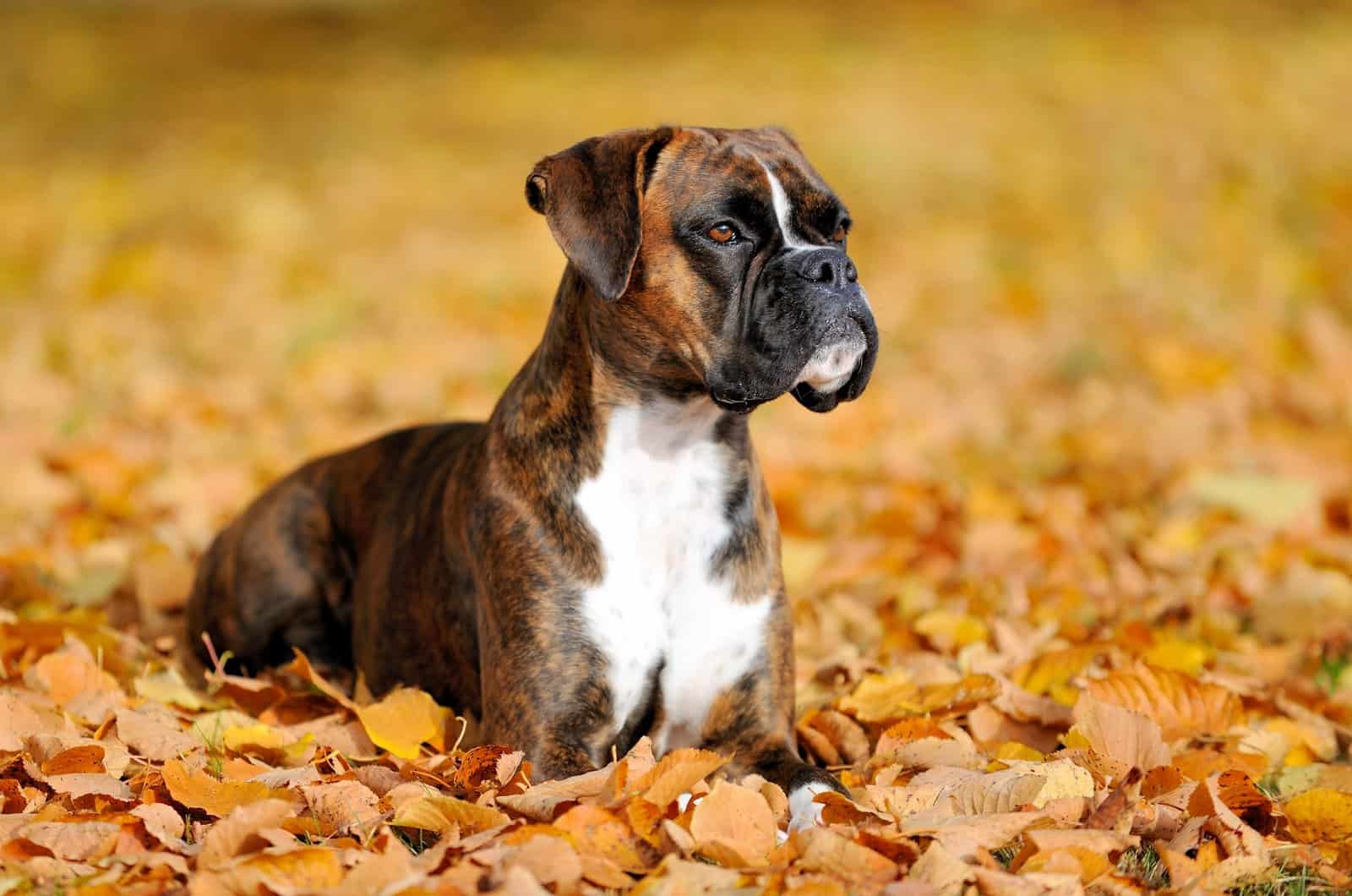 boxer lying in leaves