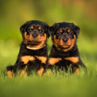 two rottweiler puppies
