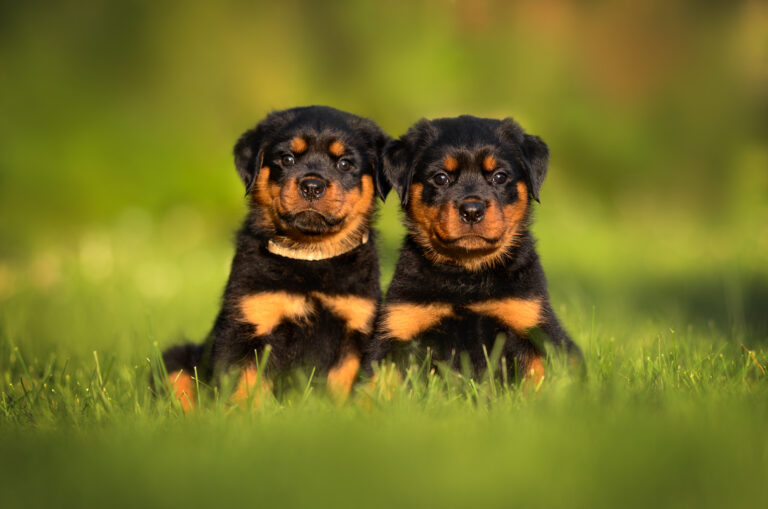 two rottweiler puppies